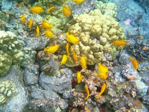 http://www.dreamstime.com/royalty-free-stock-image-yellow-tangs-hawaii-island-hawaian-underwater-image35950746