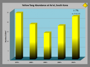 This graph tracks the abundance of yellow tangs in the Ke'ei region from the 1970's.  Aquarium collecting took a toll until the late 1990's and measures taken by the West Hawai'i Fishery Council have resulted in a rebound, almost back to levels from 40+ years ago.